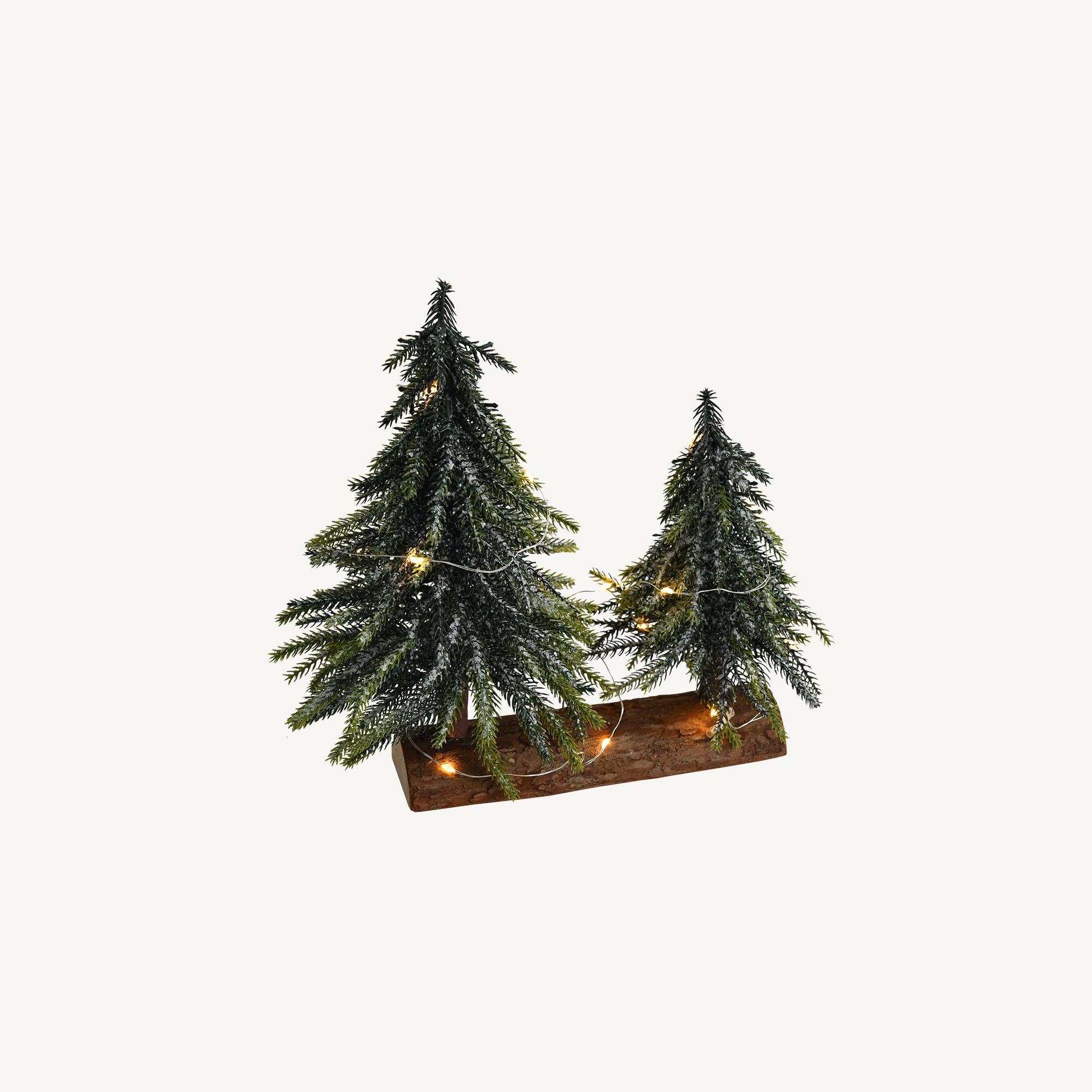 Sapin Nordmann